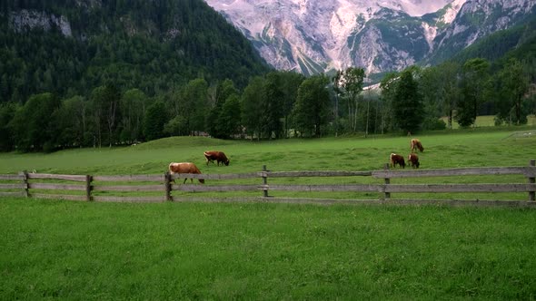 Cows graze on a beautiful farm.