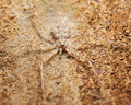 good camouflage - PhotoDune Item for Sale