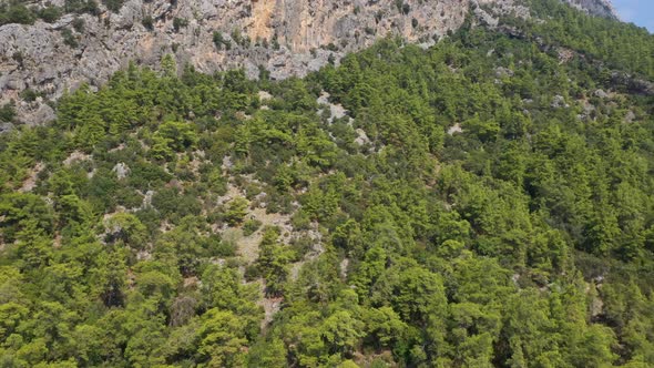 Aerial View Trees Growing On The Mountain