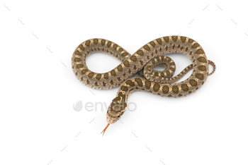 David's rat snake isolated on white background / Photodune, Misc