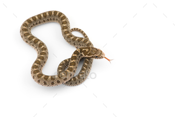 David's rat snake isolated on white background / Photodune, Misc