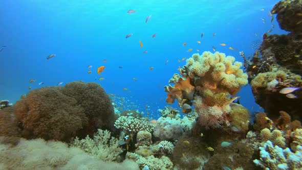 Coral Reefs Seascape