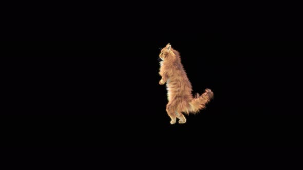 Cat Dancing 4K