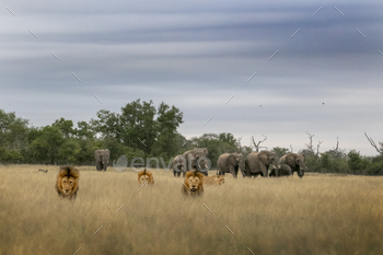 A pride of lions, Panthera leo, and elephants / Photodune, Misc