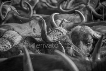 A herd of buffalo, Syncerus caffer, in black and white / Photodune, Misc