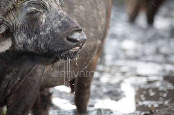 A buffalo, Syncerus caffer, drink water, water drips from its mouth, looking out of frame / Photodune, Misc