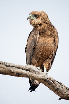 A juvenile bateleur, Terathopius ecaudatus, perches on a branch / Photodune, Misc