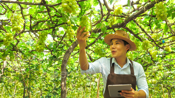 Happy farmer holding a bunch of grapes in vineyard. / Photodune, Misc