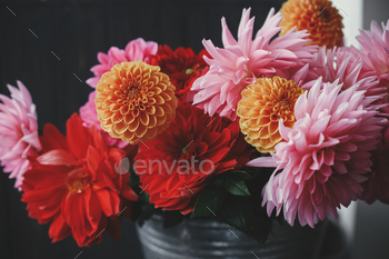 Autumn flowers bouquet. Beautiful pink, red, orange dahlias and asters flowers in metal bucket