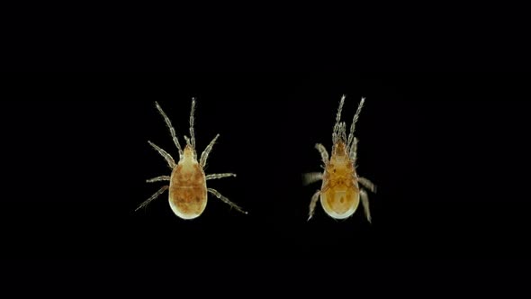 Predatory Mite Acari Under a Microscope Parasitidae Family Order Mesostigmata