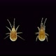 Predatory Mite Acari Under a Microscope Parasitidae Family Order Mesostigmata - VideoHive Item for Sale