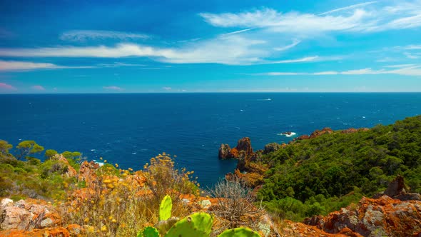 Cactus And Sea