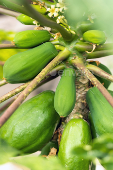 green papaya fruit hanging on the tree. Papaya plantation.Papaya in the Canary Islands.Tenerife / Photodune, Misc