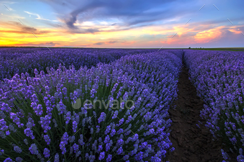 blooming lavender / Photodune, Misc