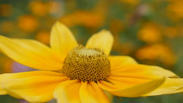 Shallow DOF  Irish Spring Rudbeckia hirta flower natural garden background 4K 3840X2160 30fps UltraH