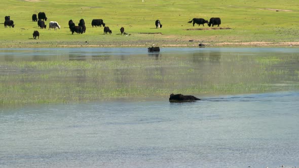 Yak Cattle Crossing the River's Waters in the Central Asian Meadows