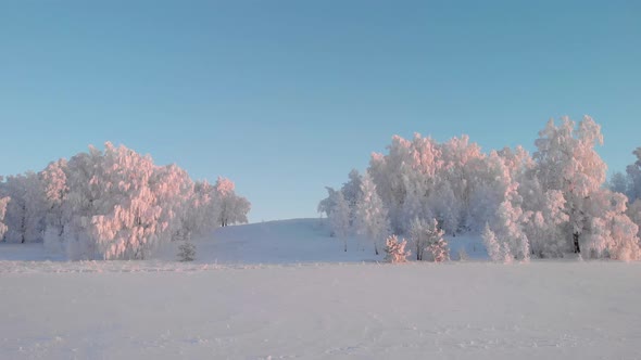 Frosty white forest on blue sky