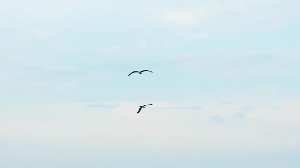 Seagull flying in sky. Small group of seagulls flying against a pale blue sky