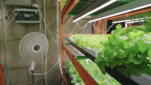 Fan Blowing Over Growing Plants At Vertical Farm