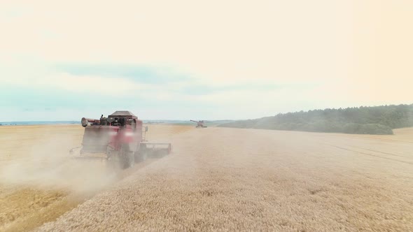 Agricultural Combines Harvesting Wheat On The Big Field.