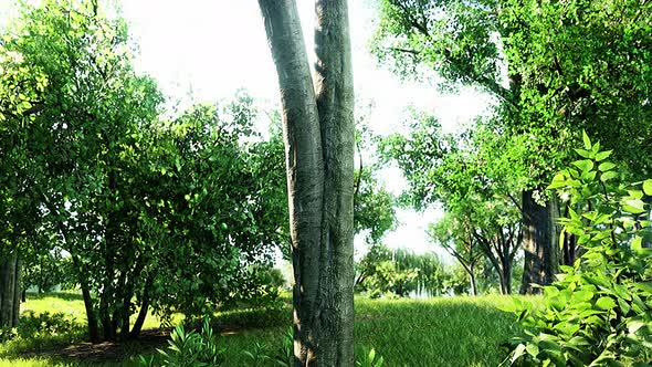 Scenic View of the Park with Green Grass Field in City