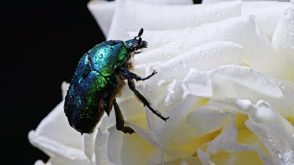 Close-up View of Green Rose Chafer - Cetonia Aurata Beetle on White Flower of Peony. Amazing Emerald