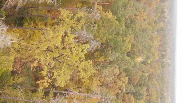 Vertical Video of an Autumn Forest During the Day in Ukraine