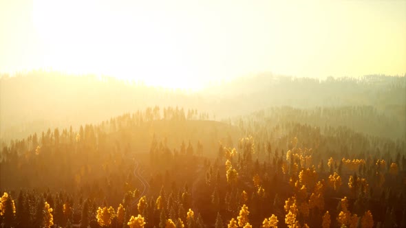 Sunlight in Spruce Forest in the Fog on the Background of Mountains at Sunset