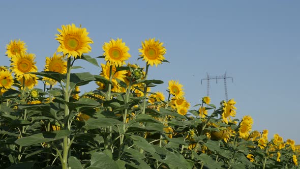 Power-line in the field of sunflower Helianthus annuus 4K footage
