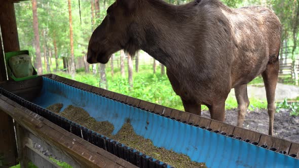 Fearless female moose eating pellets and grass from man made feeding station in Norway - Handheld st