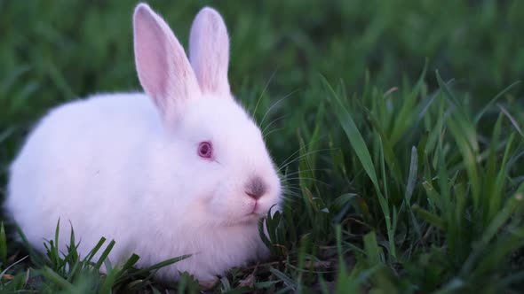 Little Rabbit He Gren Grass in Summer Dai