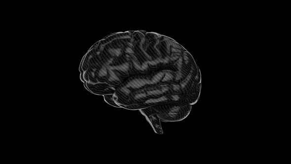 Carbon Human Brain with Reflections Looped Animation