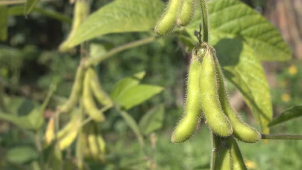 Growing Soy in GardeN