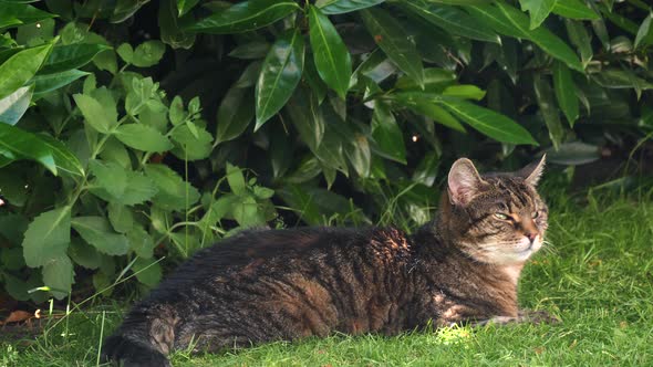 cat resting a grasfield in the garden