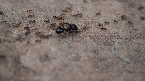 Black House Ant teamwork walking work in the nature