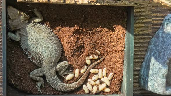 Bearded Dragon Deposing Eggs