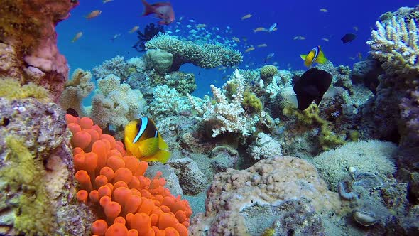 Sea Anemone and Colorful Seascape