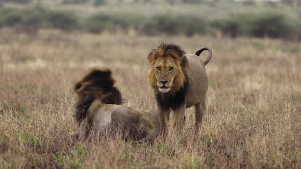 Lions On Grassland In Central Kalahari Game Reserve, One Slowly Approaching Towards Camera. wide