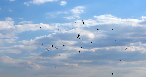 Flock of african Vultures circling , Botswana Africa wildlife