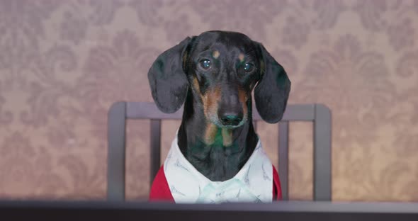 Smart Dog a Black Dachshund Dog in a Stylish Shirt and a Red Sweater is Working on Project Online