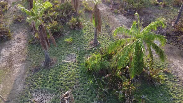Aerial look down oil palm in wetland