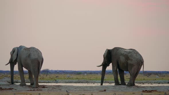 Two Adult Elephants Standing Near A Waterhole Drinking Water In African Safari On A Sunny Day - Medi