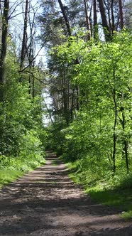 Vertical Video of a Summer Green Forest with Trees During the Day Slow Motion