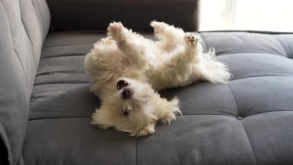 Maltese dog playing on the couch with his belly up in slow motion