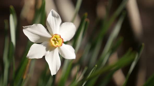 Elegant Narcissus poeticus garden flower on wind    slow-mo 1920X1080 HD footage - Slow motion daffo