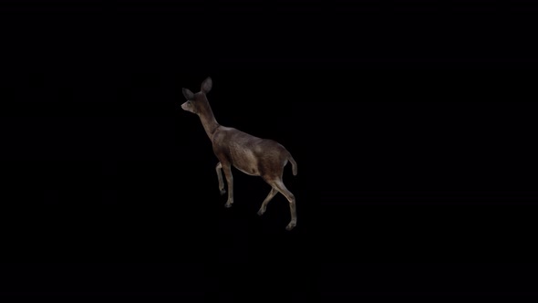 Black Deer Doe Walk View From Top Angle Back