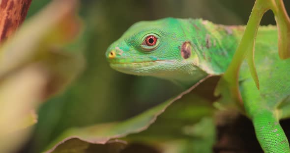 Lau Banded Iguana Brachylophus Fasciatus Is an Arboreal Species of Lizard