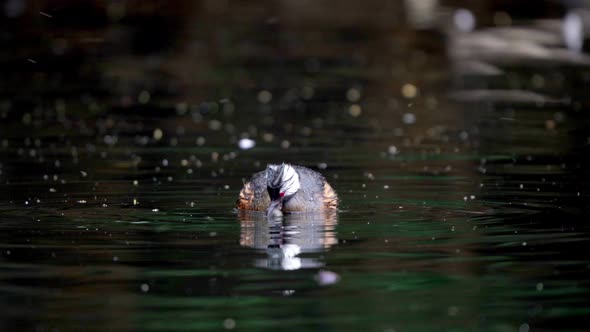 A White-tufted grebe eating a small Chanchito fish and then swimming on a lake