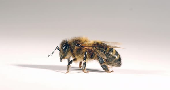 European Honey Bee, apis mellifera, Black Bee against White Background, Normandy, Real Time 4K