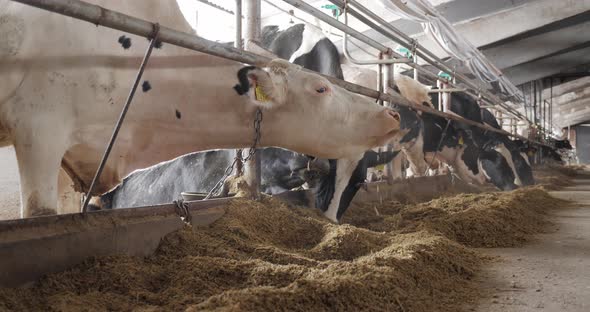 Livestock Farm. Breed Cows For Dairy Products